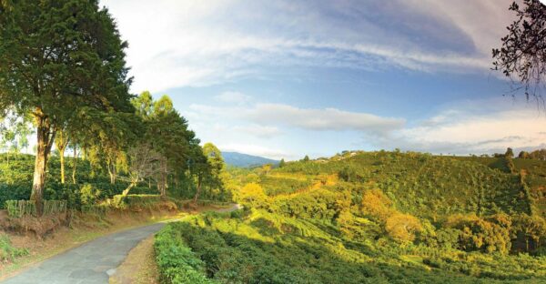Costa Rica SHB - Image 2